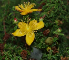 Hypericum balearicum