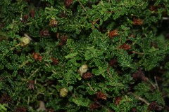 Hypericum balearicum