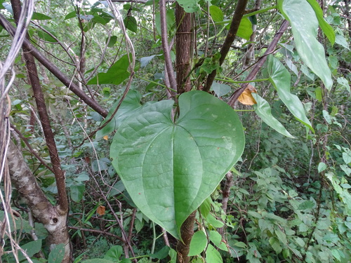 Image of Dioscorea floribunda by (c) Alexis López Hernández, some rights reserved (CC BY)