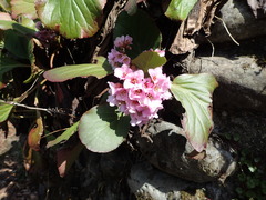 Bergenia stracheyi