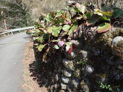 Bergenia stracheyi