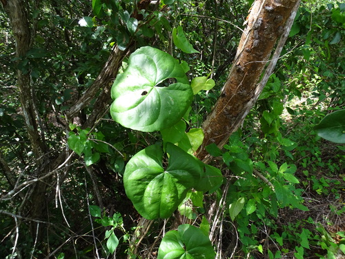 Image of Dioscorea floribunda by (c) Alexis López Hernández, some rights reserved (CC BY)