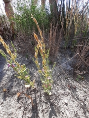 Schenkia spicata