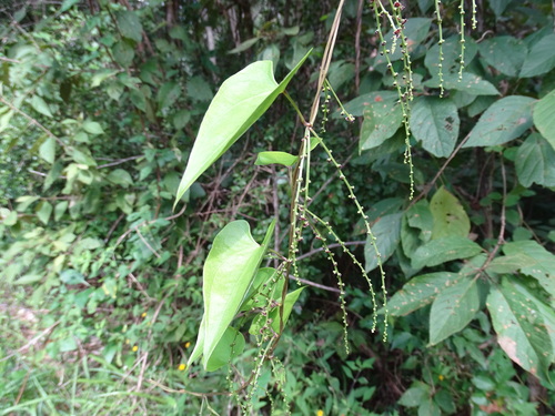 Yam (Dioscorea floribunda)