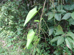 Yam (Dioscorea floribunda)