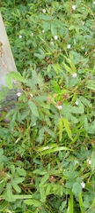Mimosa pudica