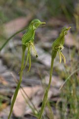 Pterostylis unicornis