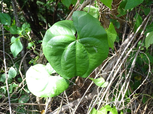 Image of Dioscorea floribunda by (c) Alexis López Hernández, some rights reserved (CC BY)