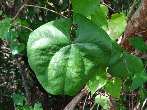 Image of Dioscorea floribunda by (c) Alexis López Hernández, some rights reserved (CC BY)
