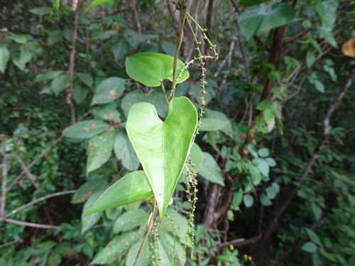Image of Dioscorea floribunda by (c) Alexis López Hernández, some rights reserved (CC BY)