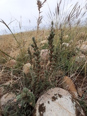 Camphorosma monspeliaca