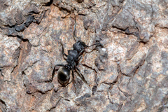 Polyrhachis phryne