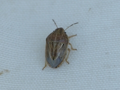 Neottiglossa bifida