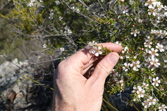 Leptospermum microcarpum
