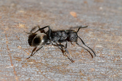 Polyrhachis phryne