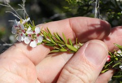 Leptospermum microcarpum
