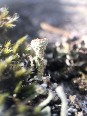 Cladonia coccifera