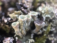 Cladonia coccifera