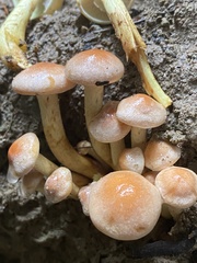 Pyrrhulomyces astragalinus