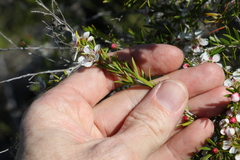 Leptospermum microcarpum