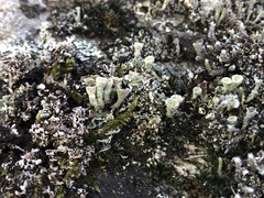 Cladonia coccifera