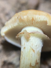 Pyrrhulomyces astragalinus