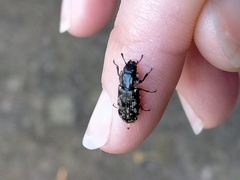 Phanodesta nigrosparsa