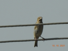 Emberizidae