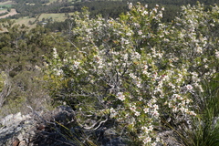 Leptospermum microcarpum