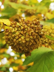 Physocarpus