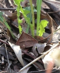 Epidesmia chilonaria