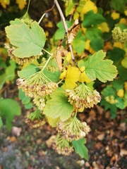 Physocarpus