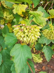 Physocarpus