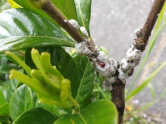 Ceroplastes destructor