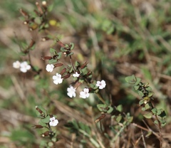 Micromeria microphylla