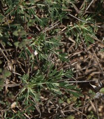 Astragalus balearicus