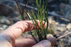 Acacia viscidula