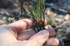 Acacia viscidula