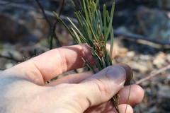 Acacia viscidula