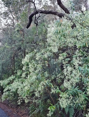 Astrotricha floccosa