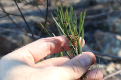 Acacia viscidula