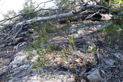 Acacia viscidula