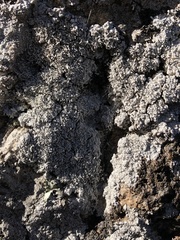 Pertusaria corallina