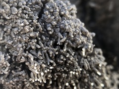 Pertusaria corallina