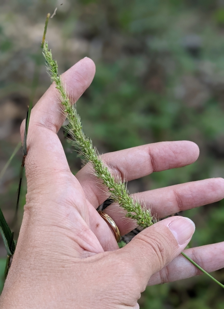 Southwestern Bristlegrass from Bastrop, TX 78602, USA on October 17 ...