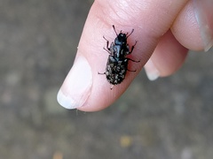 Phanodesta nigrosparsa