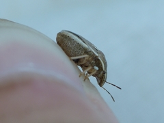 Neottiglossa bifida