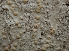 Thelotrema
