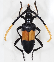 Pachyteria dimidiata