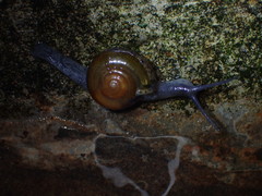 Macrochlamys superlita